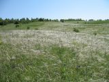 Stipa pennata. Аспект ковыля на дне и склоне балки. Белгородская обл., Губкинский р-н, запов. \"Белогорье\", \"Ямская степь\". 11 июня 2009 г.