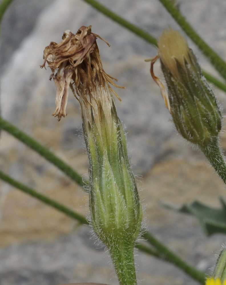 Изображение особи Leontodon biscutellifolius.