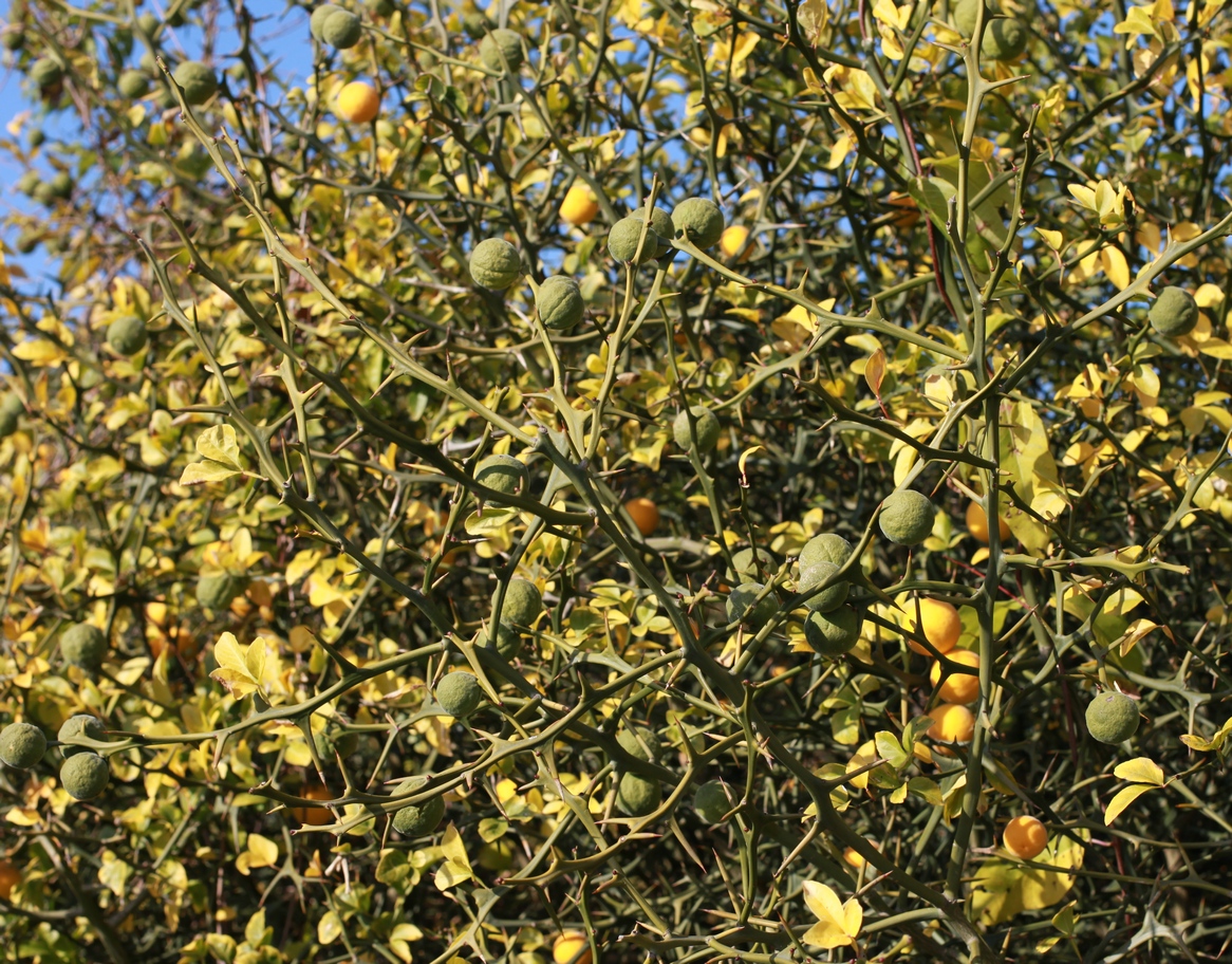 Image of Poncirus trifoliata specimen.