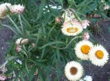 Xerochrysum bracteatum