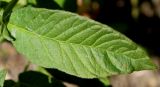 Lysimachia vulgaris. Лист. Германия, г. Дюссельдорф, Ботанический сад университета. 03.07.2014.
