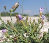 Lactuca tatarica. Верхушка цветущего растения. Краснодарский край, м/о Анапа, окр. ст. Благовещенская, Кизилташский лиман, коса Голенькая, ракушечный пляж. 09.08.2014.