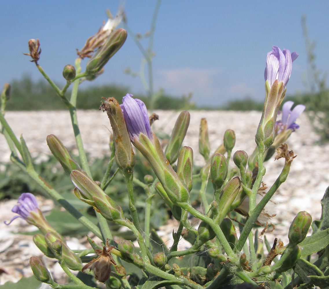 Image of Lactuca tatarica specimen.