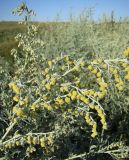 Artemisia absinthium