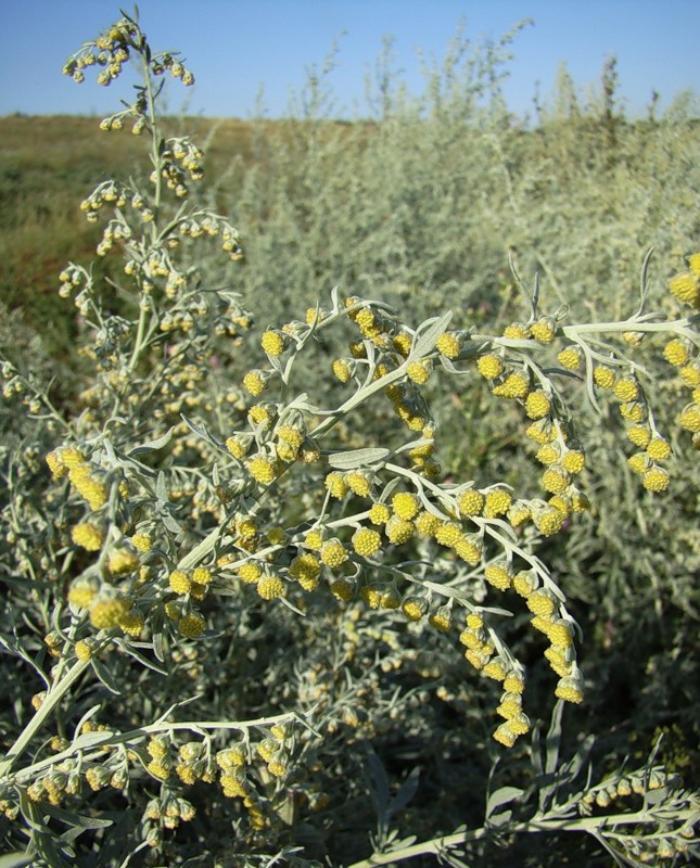 Image of Artemisia absinthium specimen.