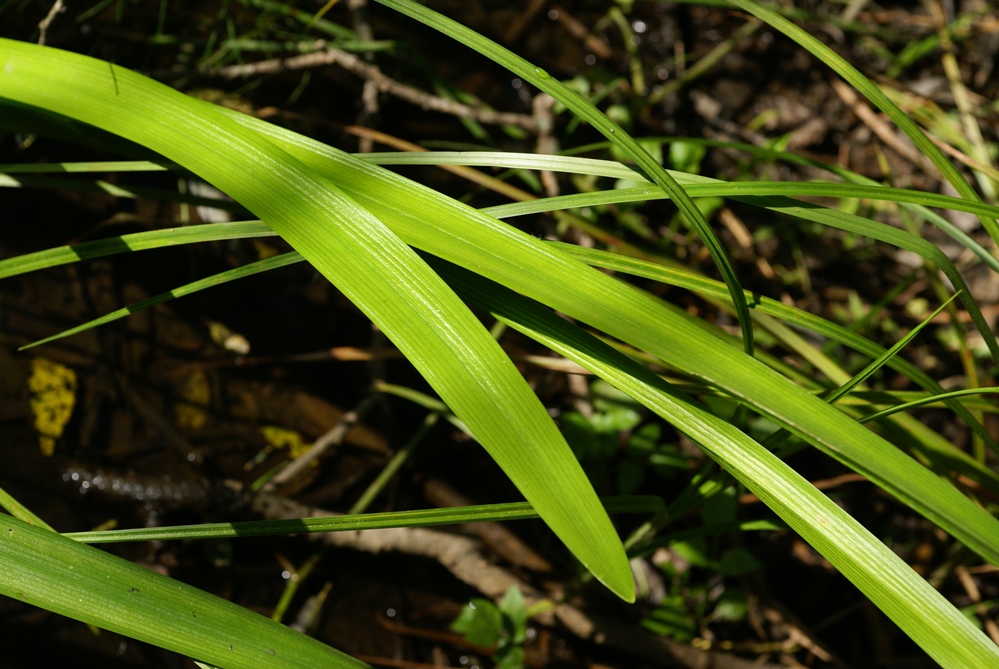Image of Sparganium japonicum specimen.