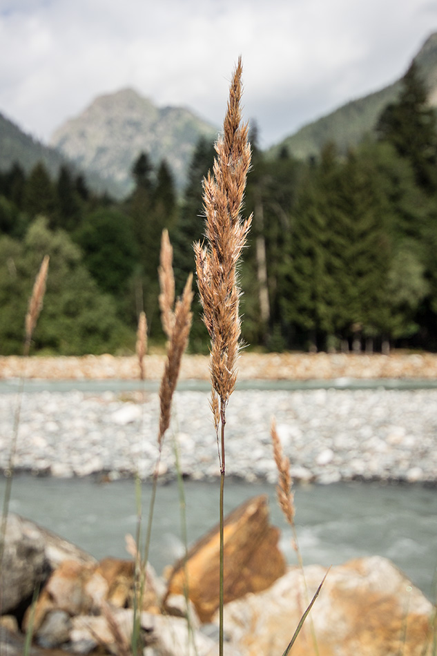 Image of genus Calamagrostis specimen.