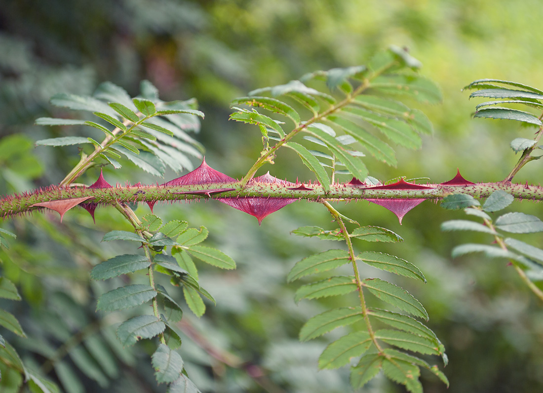 Изображение особи Rosa omeiensis f. pteracantha.