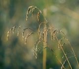 Festuca arundinacea. Соплодия. Московская обл., Раменский р-н, окр. ж.-д. платформы Хрипань, просека под ЛЭП. 20.09.2014.