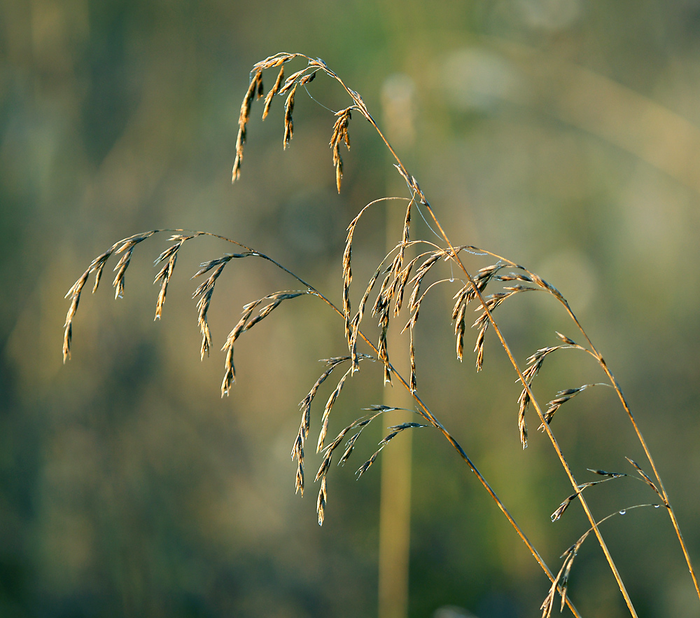 Изображение особи Festuca arundinacea.