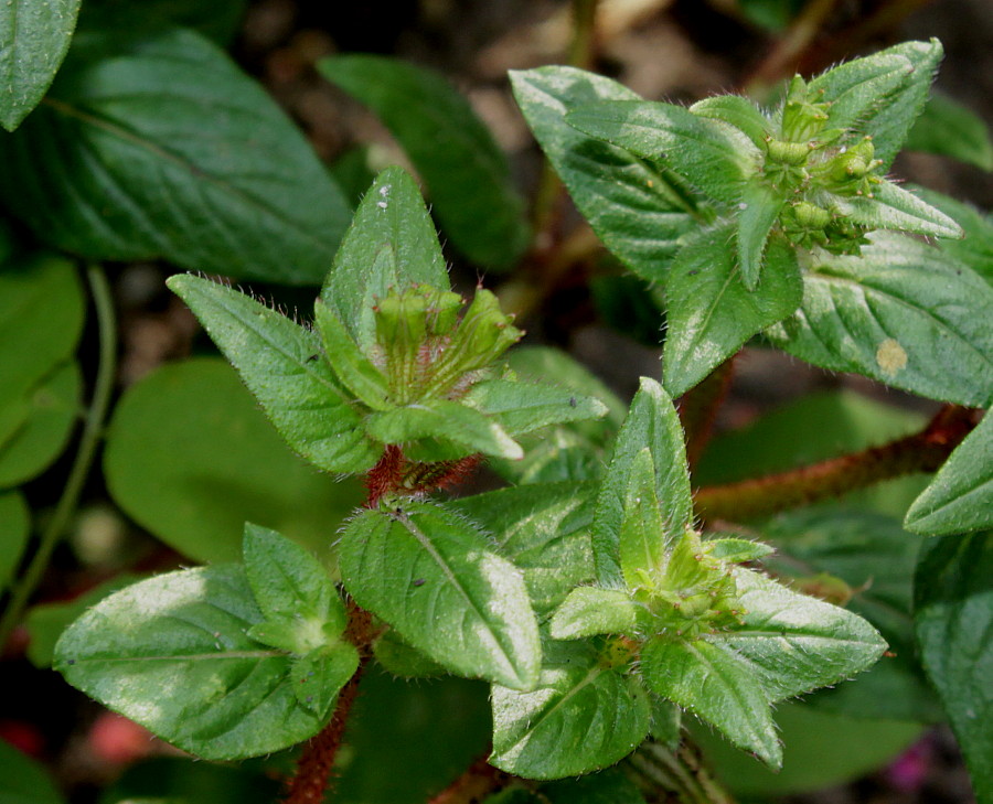 Image of Cuphea llavea specimen.