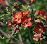 Chaenomeles japonica. Побеги цветущего растения. Московская обл., Раменский р-н, окр. дер. Хрипань, садовый участок. 15.05.2014.