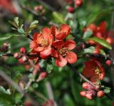 Chaenomeles japonica