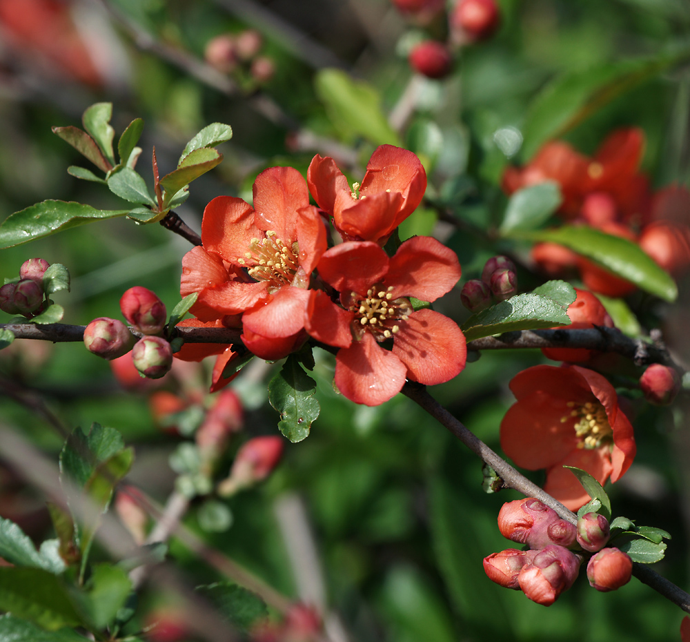 Image of Chaenomeles japonica specimen.