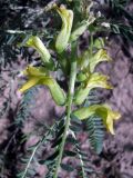 Astragalus turkestanus
