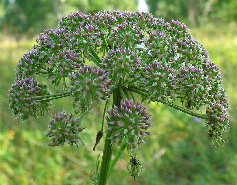 Изображение особи Seseli annuum.