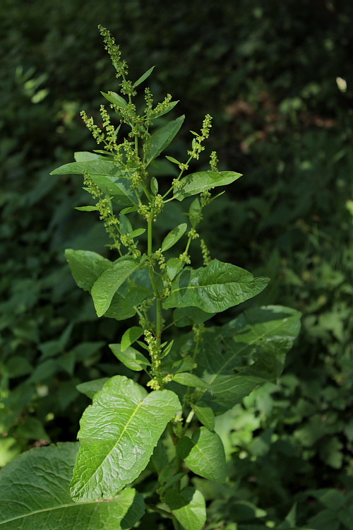 Image of Rumex obtusifolius specimen.