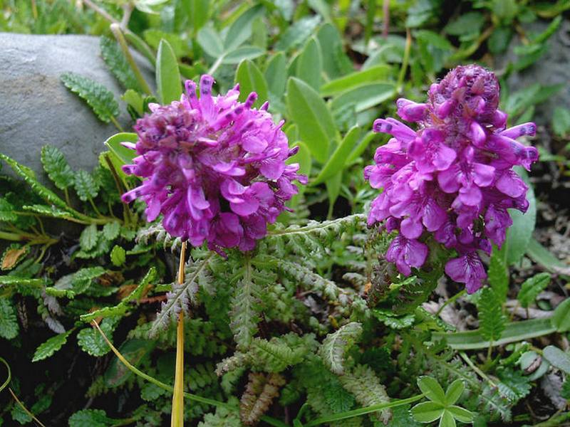 Изображение особи Pedicularis verticillata.