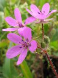 Erodium cicutarium