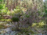 Calluna vulgaris