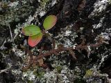 Cotoneaster × antoninae. Растение в расщелине между камнями. Карелия, о. Костьян. 13.09.2009.