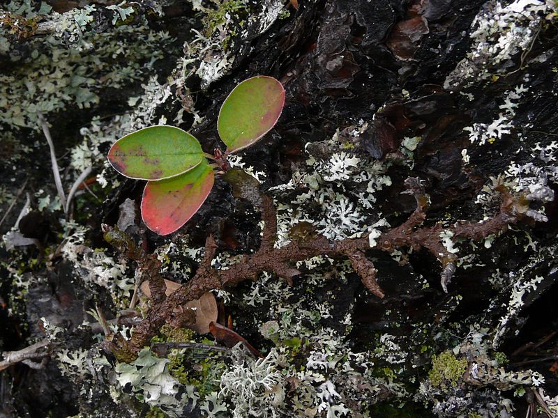 Image of Cotoneaster &times; antoninae specimen.