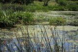 Schoenoplectus lacustris. Цветущие растения на берегу реки. Белгородская обл., с. Хотмыжск, р. Ворскла. 02.07.2009.