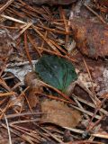 Calypso bulbosa