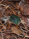 Calypso bulbosa. Молодой лист (появляется во второй половине лета и отмирает в следующем вегетационном сезоне). Северная Карелия, п-ов Киндо, Беломорская биологическая станция МГУ, ботсад. 12.09.2009.