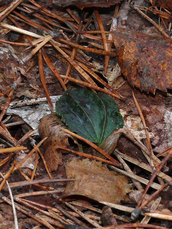 Image of Calypso bulbosa specimen.