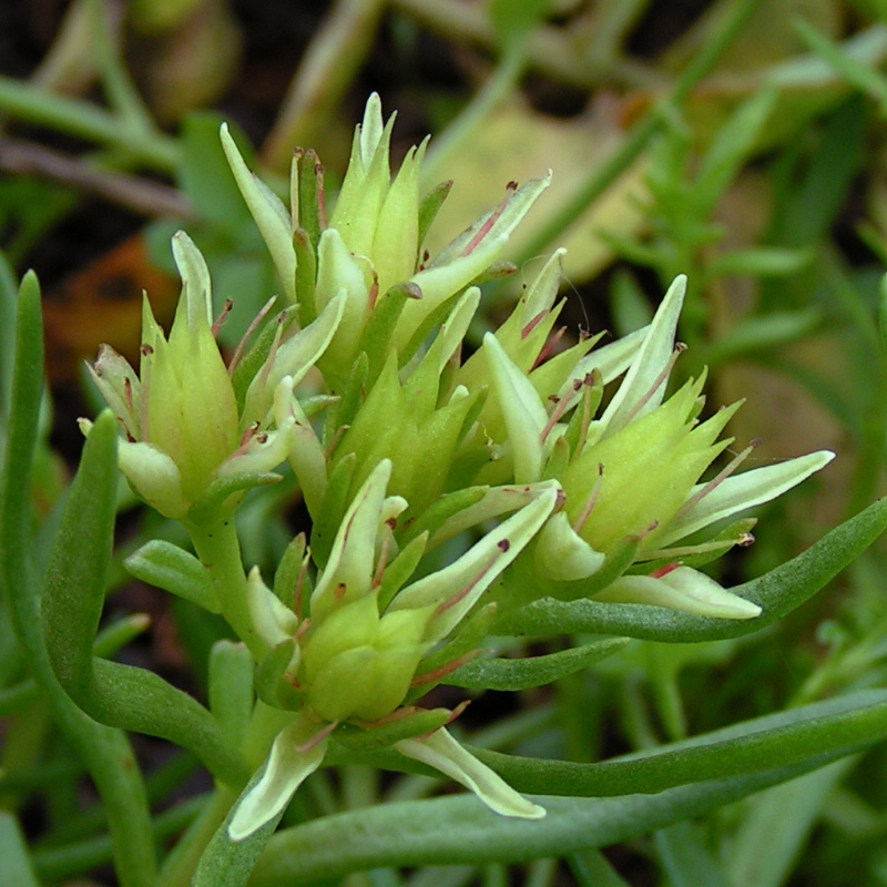 Изображение особи Rhodiola algida.