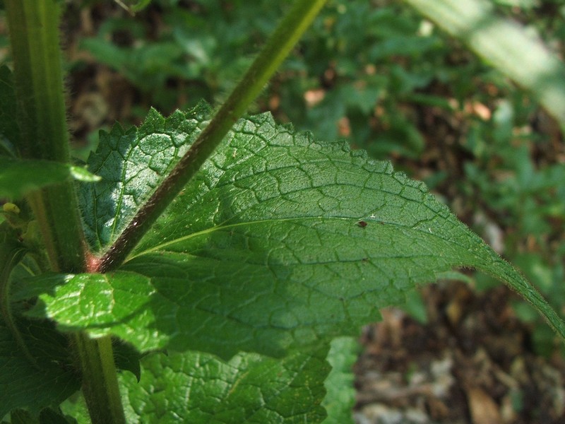 Изображение особи Verbascum spectabile.