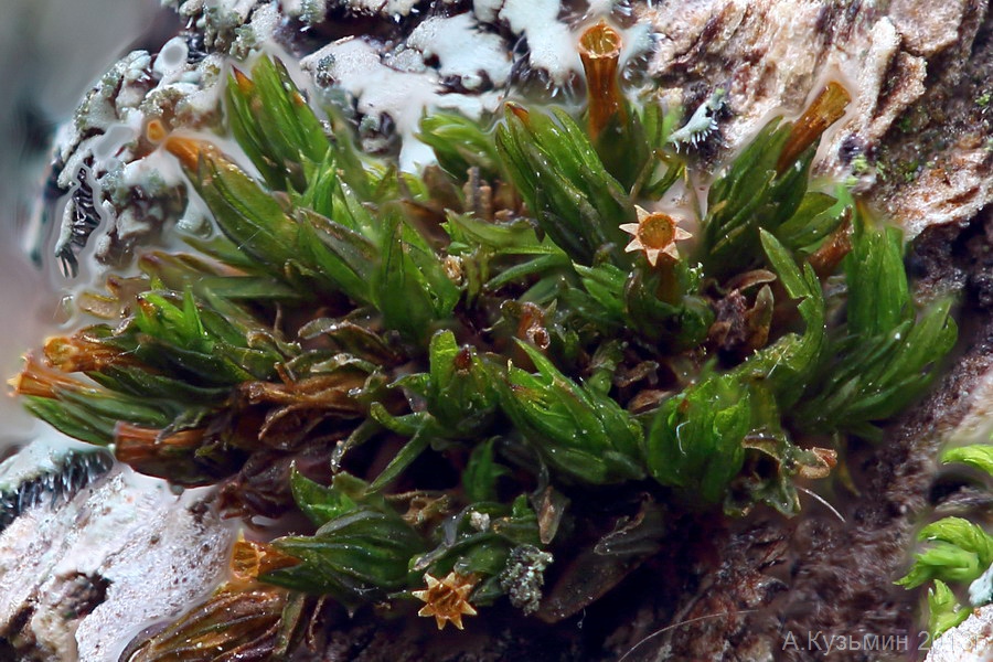 Image of Lewinskya speciosa specimen.