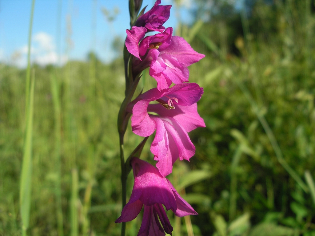 Изображение особи Gladiolus imbricatus.