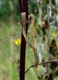 Silene tatarica