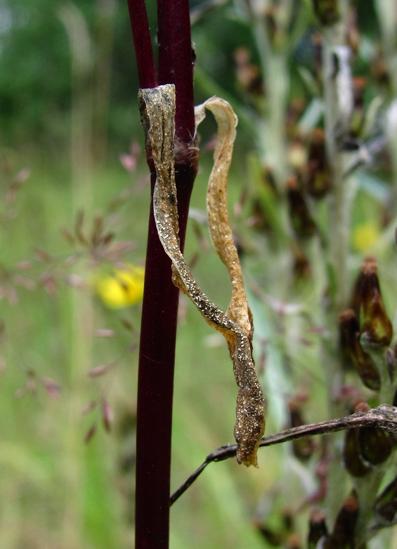 Image of Silene tatarica specimen.