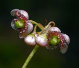 Chimaphila umbellata