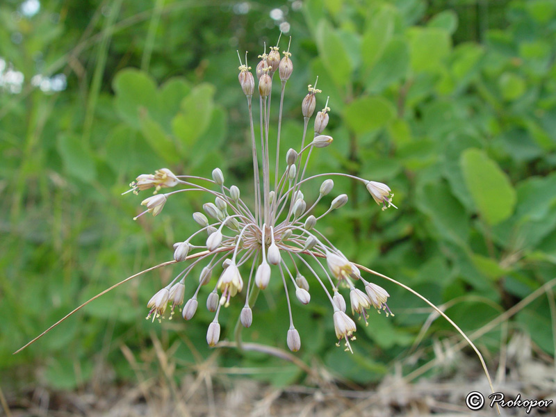 Image of Allium paczoskianum specimen.