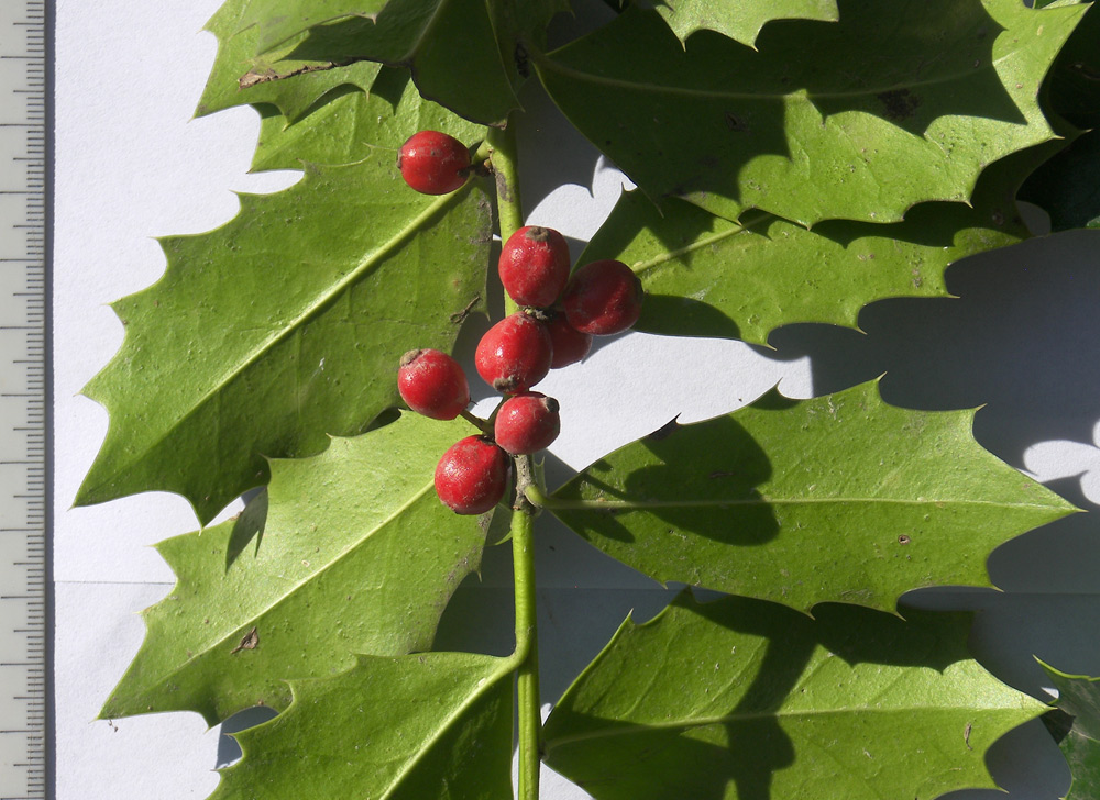 Image of Ilex stenocarpa specimen.