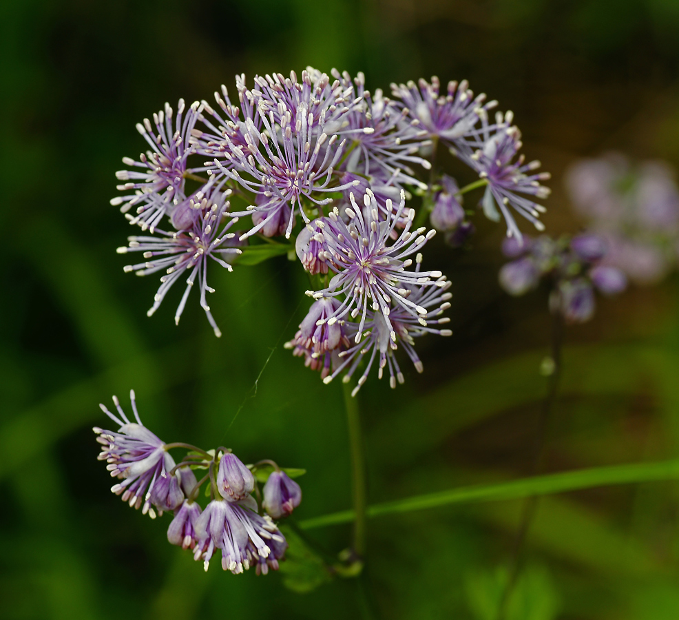 Image of Thalictrum aquilegiifolium specimen.