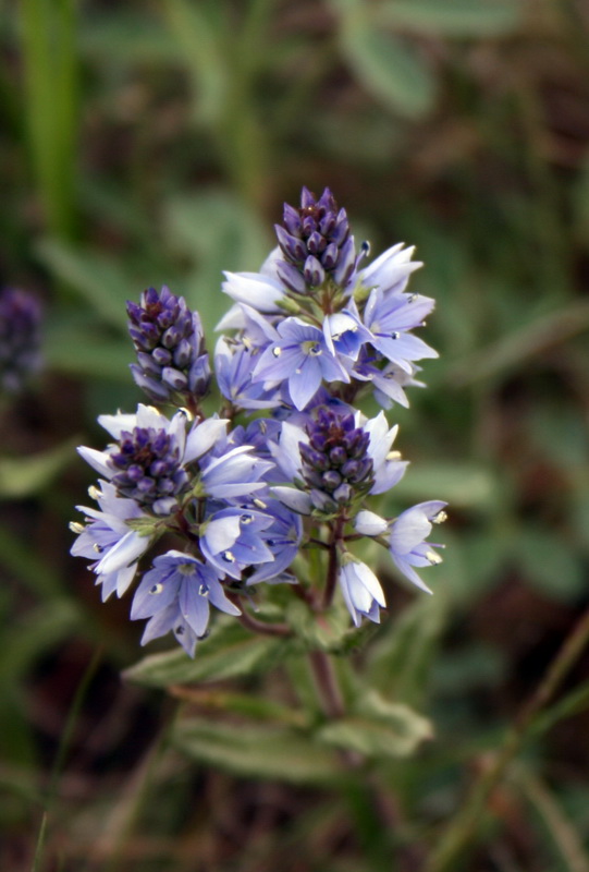 Image of Veronica prostrata specimen.