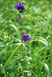 Campanula glomerata. Верхушка цветущего растения. Башкирия, Бурзянский р-н, заповедник Шульган-таш, пойменный луг. 15.07.2008.