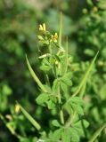 Cleome viscosa