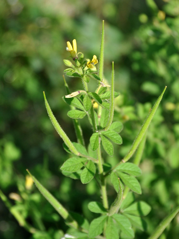 Изображение особи Cleome viscosa.