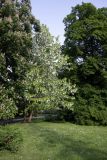 Davidia involucrata variety vilmoriniana