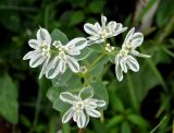 Euphorbia marginata