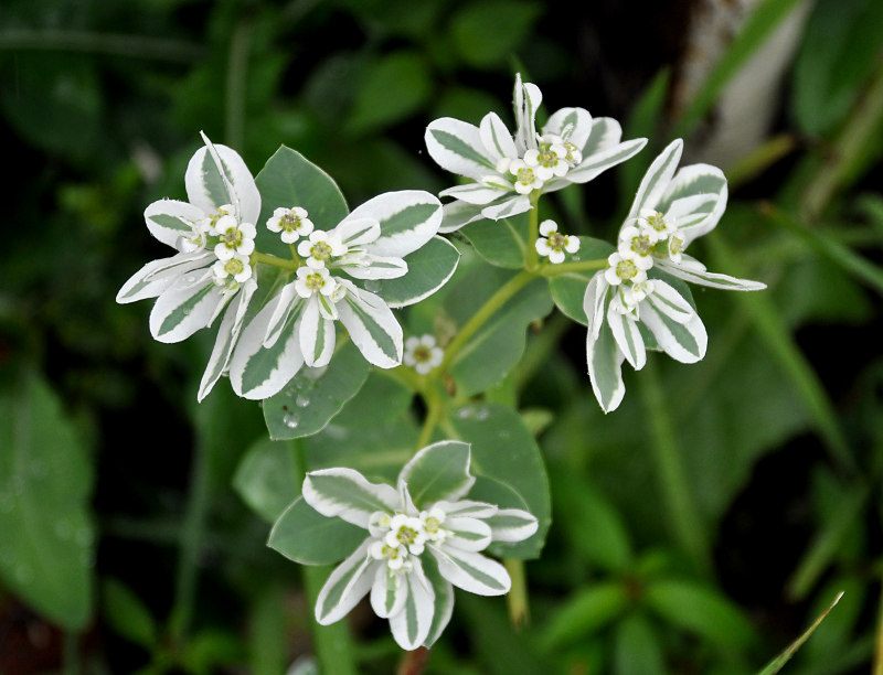 Изображение особи Euphorbia marginata.