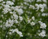 Galium triandrum. Соцветие. Татарстан, Лениногорский р-н, опушка рощи. 10.06.2015.