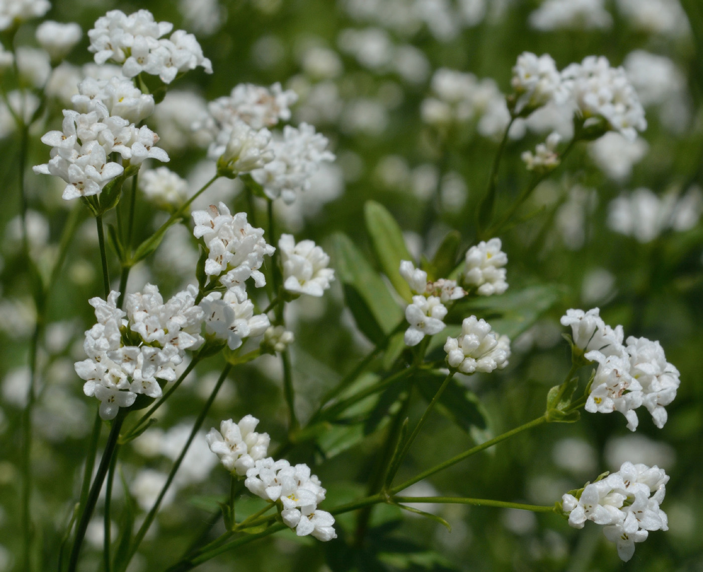 Изображение особи Galium triandrum.