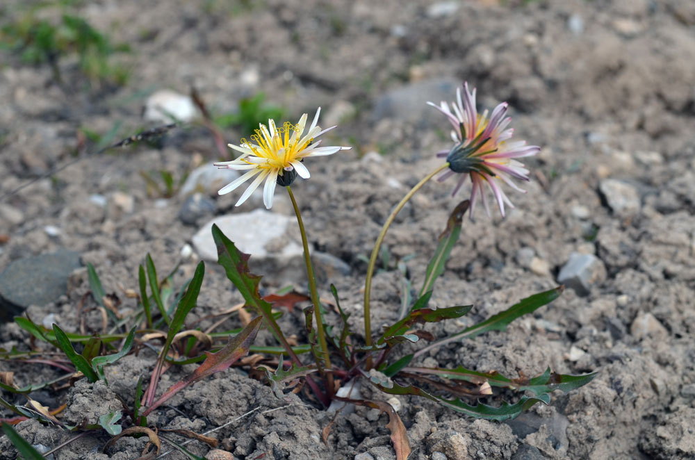 Изображение особи Taraxacum pseudoroseum.